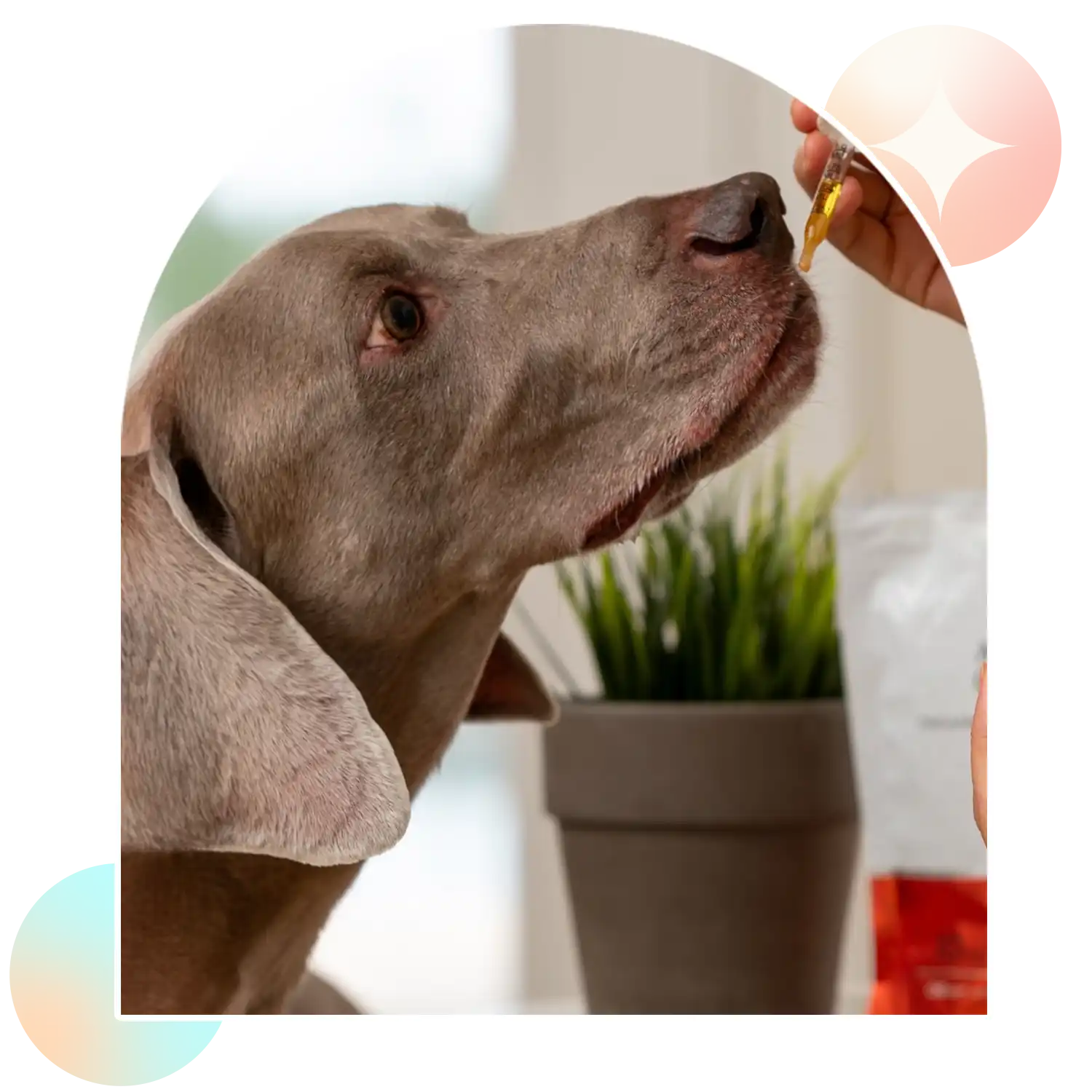 Dog Taking Aspen Green Large Dog CBD Oil from Dropper