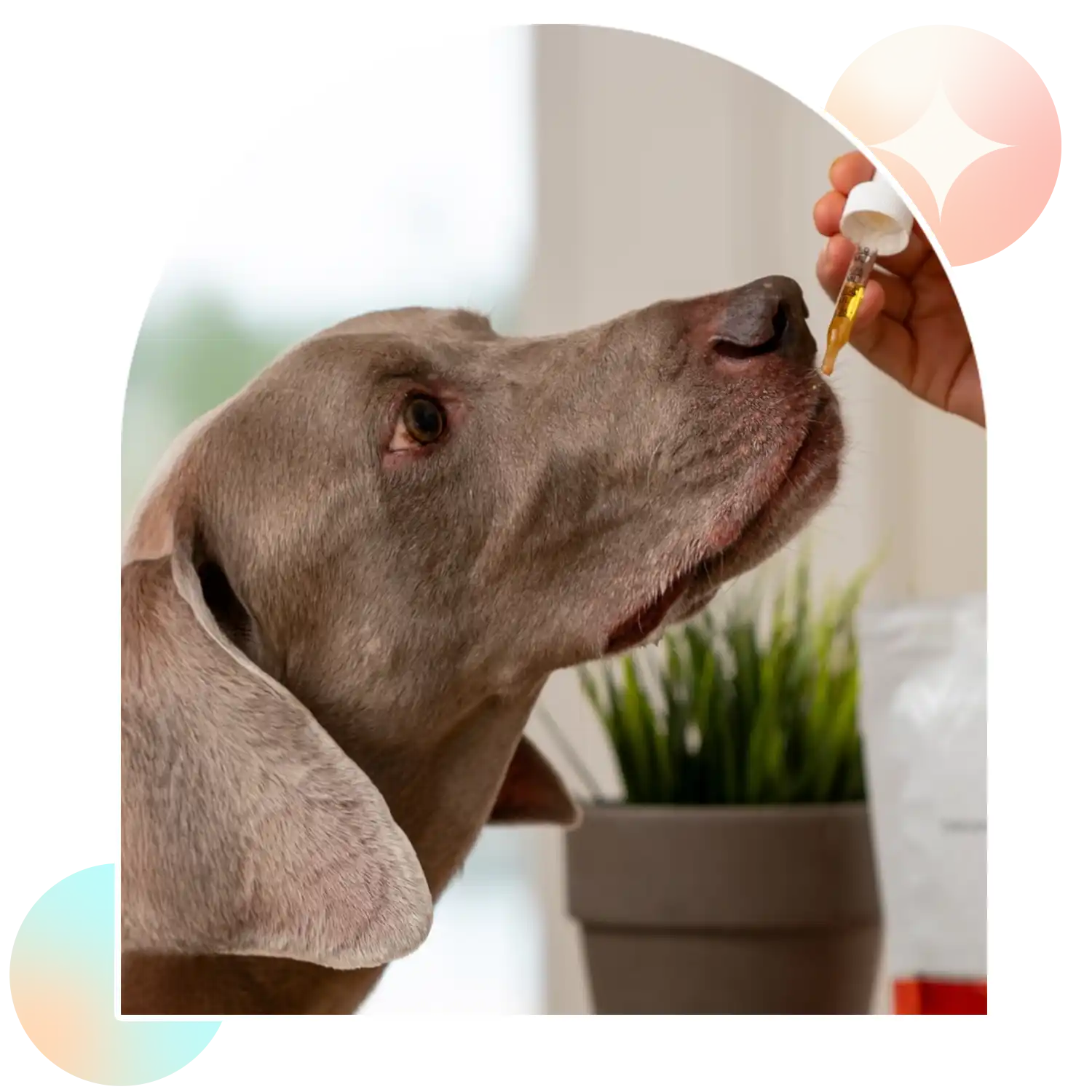 Dog Taking Aspen Green Large Dog CBD Oil from Dropper