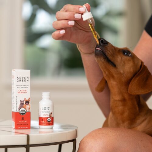 Dachshund Taking Aspen Green Small Dog Bacon CBD Oil from Dropper