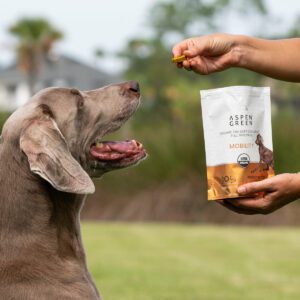 Large Dog Given Aspen Green Mobility CBD Dog Chews Outside